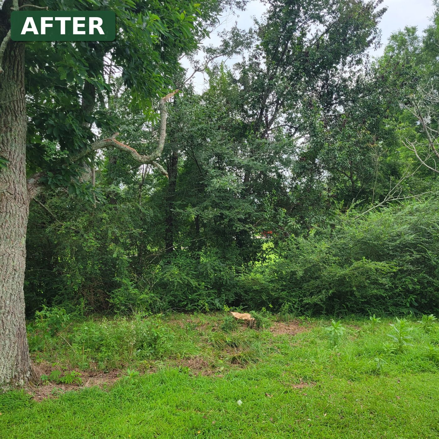 The same lawn after the dead tree and branches were removed