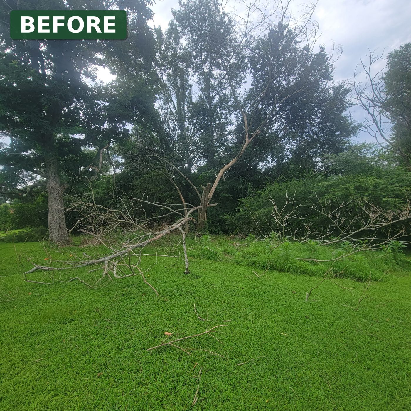 Dead tree with fallen branches scattered across a lawn before cleanup