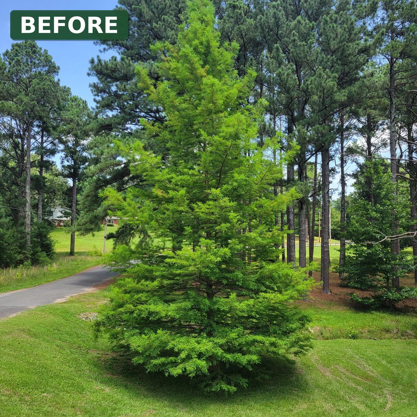 Cypress tree standing beside a driveway before removal