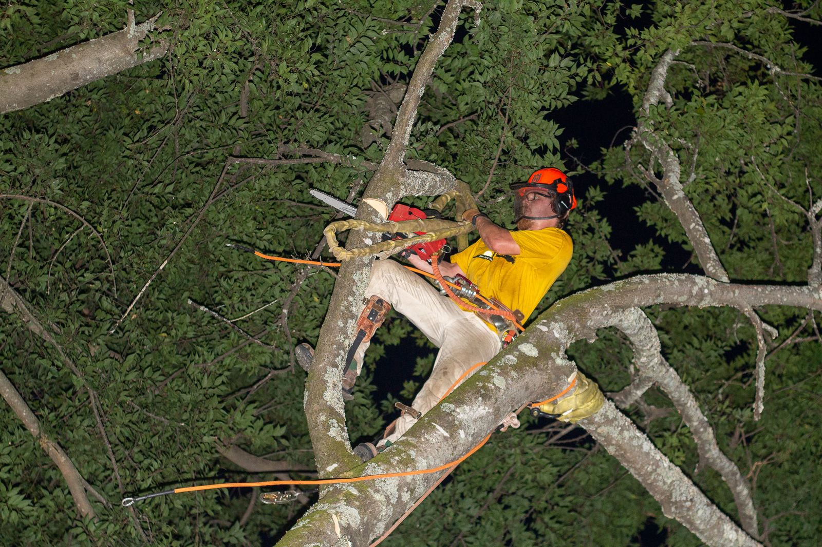 An arborist up in the canopy cutting a limb