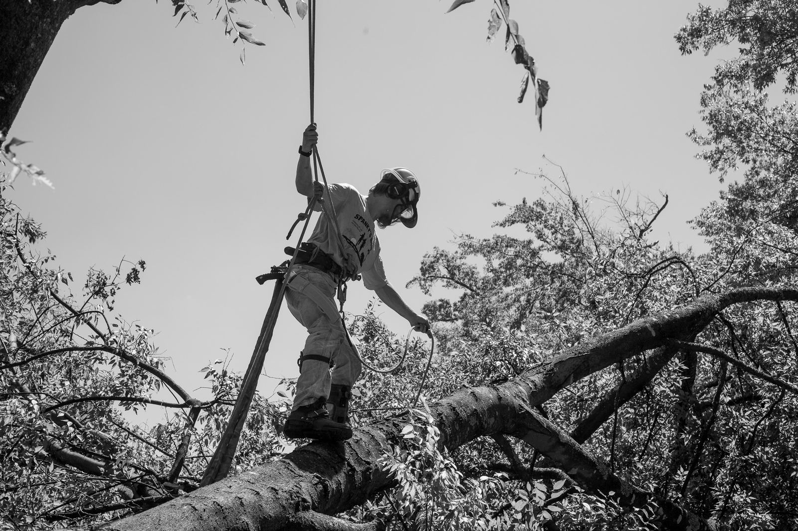 An arborist walking out along a large limb to set a rigging point