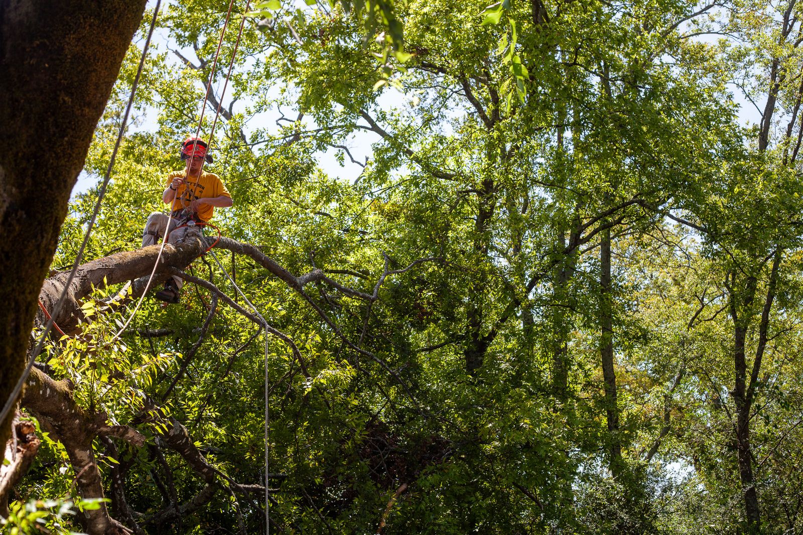 An arborist high in a green canopy