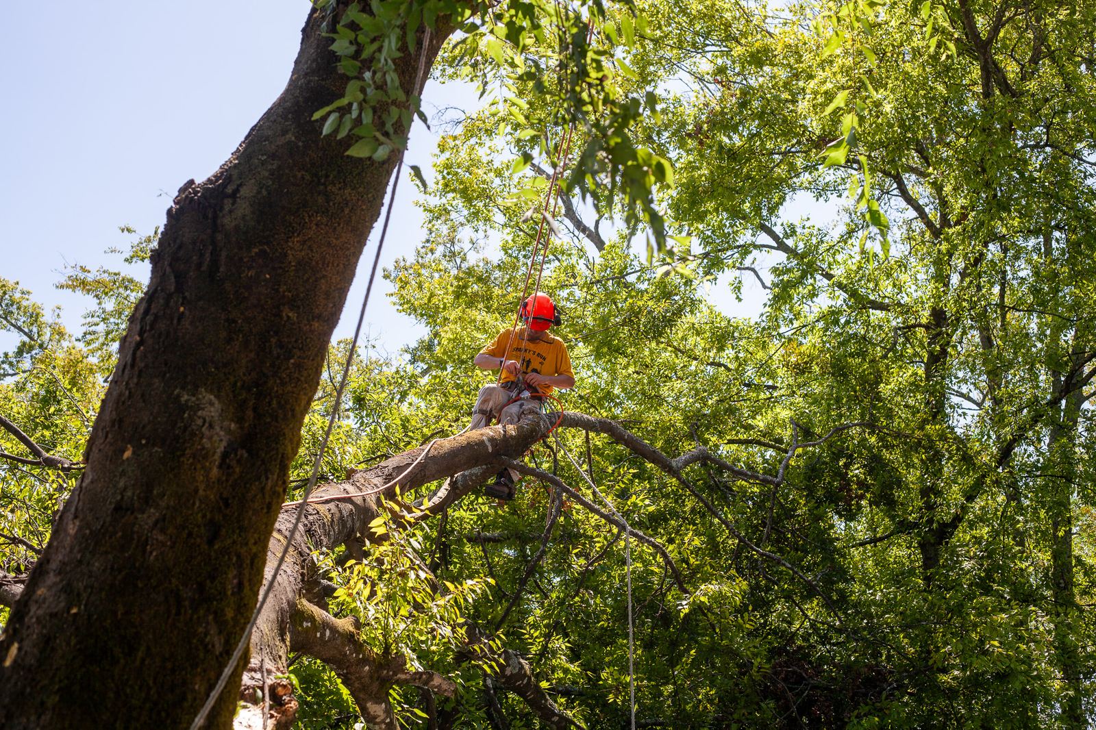 A climber working a storm-damaged leaning trunk