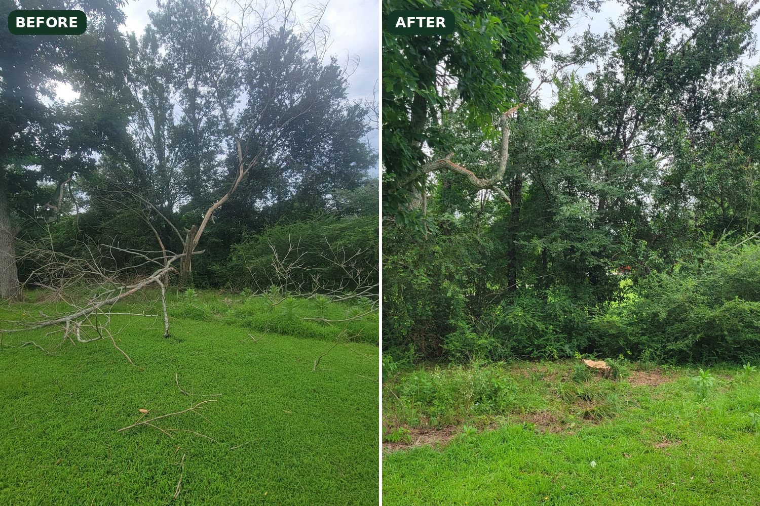 Before and after of a dead tree and branch cleanup on a lawn