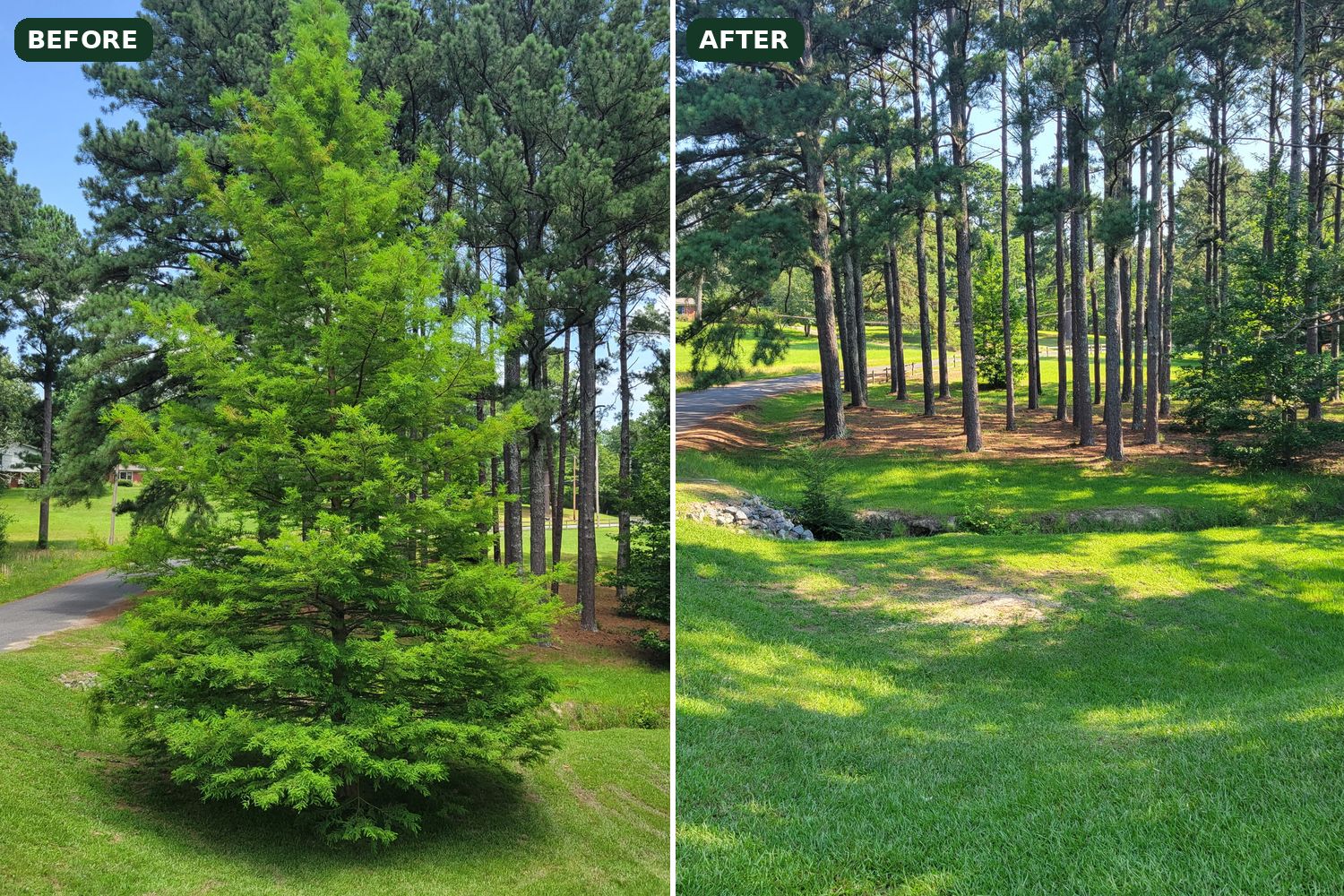 Before and after of a cypress removal beside a driveway in Pearcy