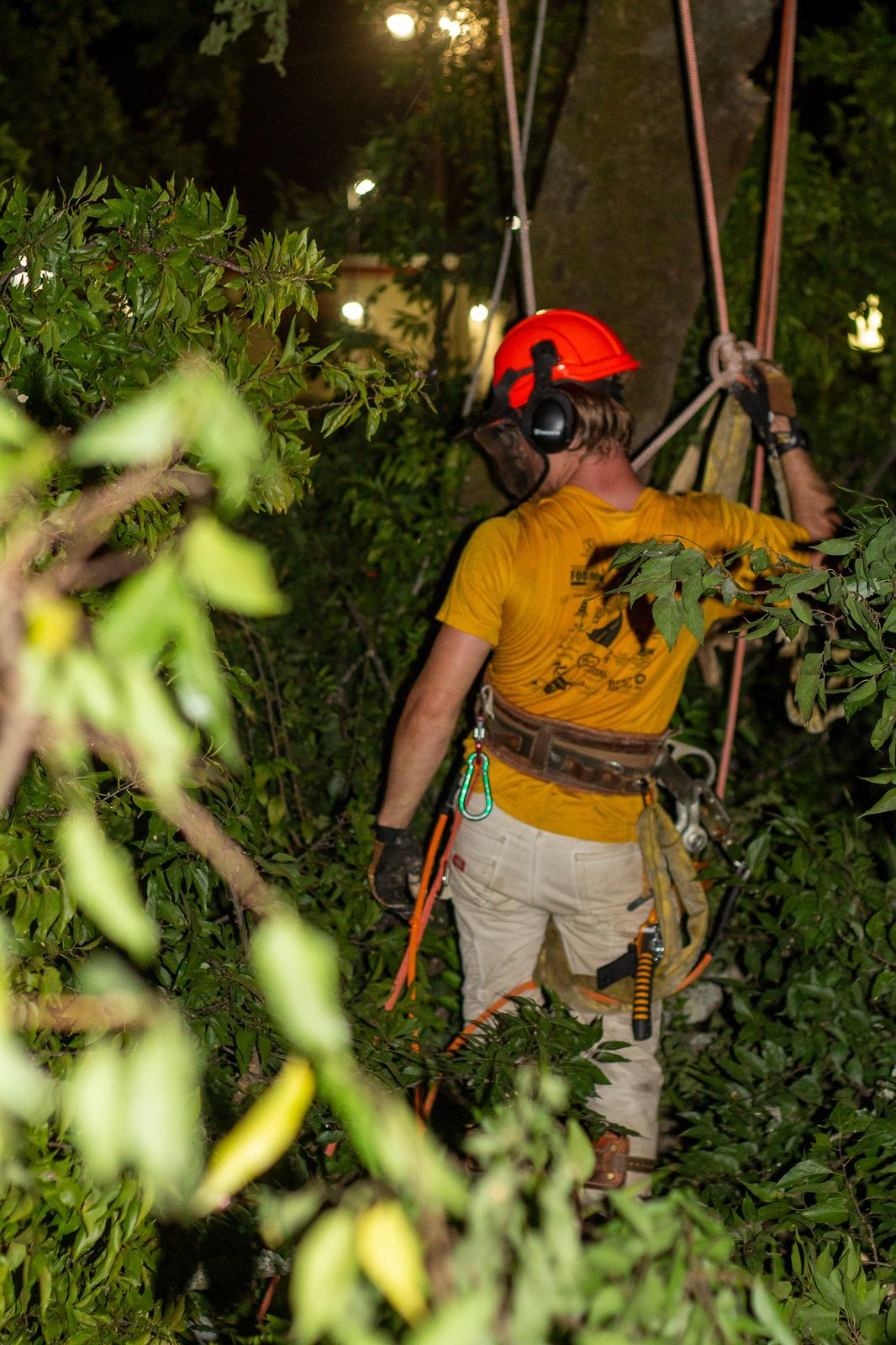 An arborist working in the canopy under lights at night