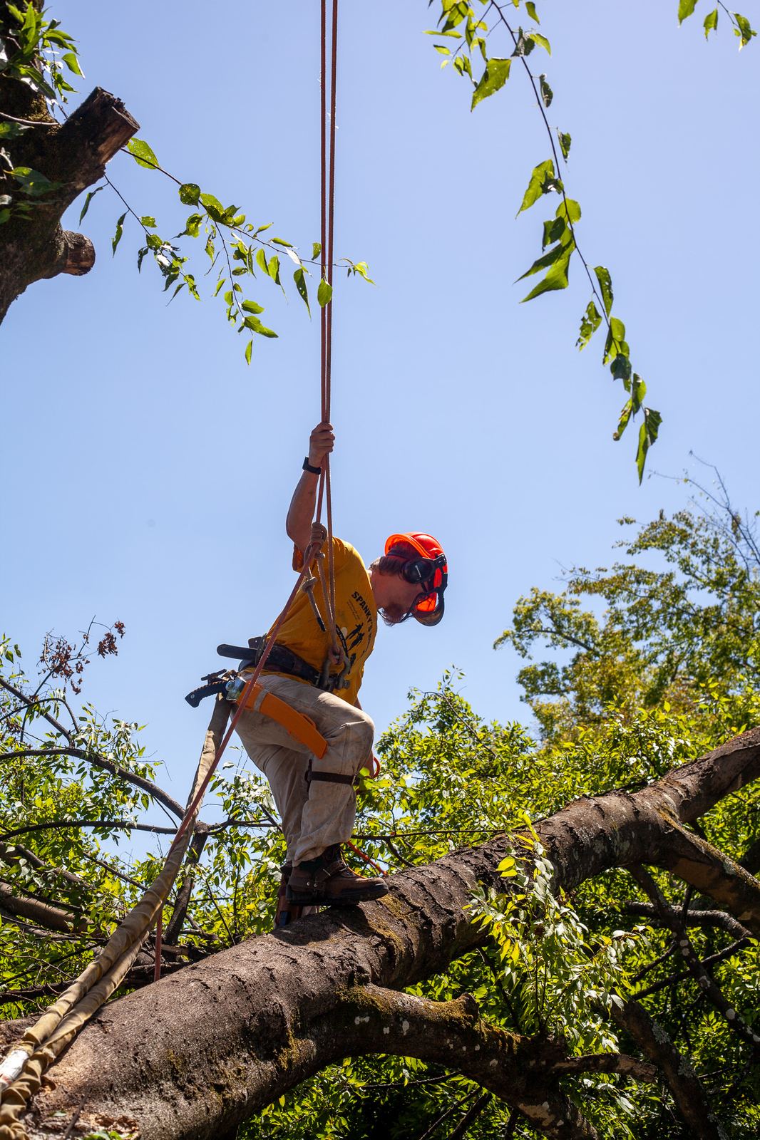An arborist on a limb with rigging ropes through the canopy