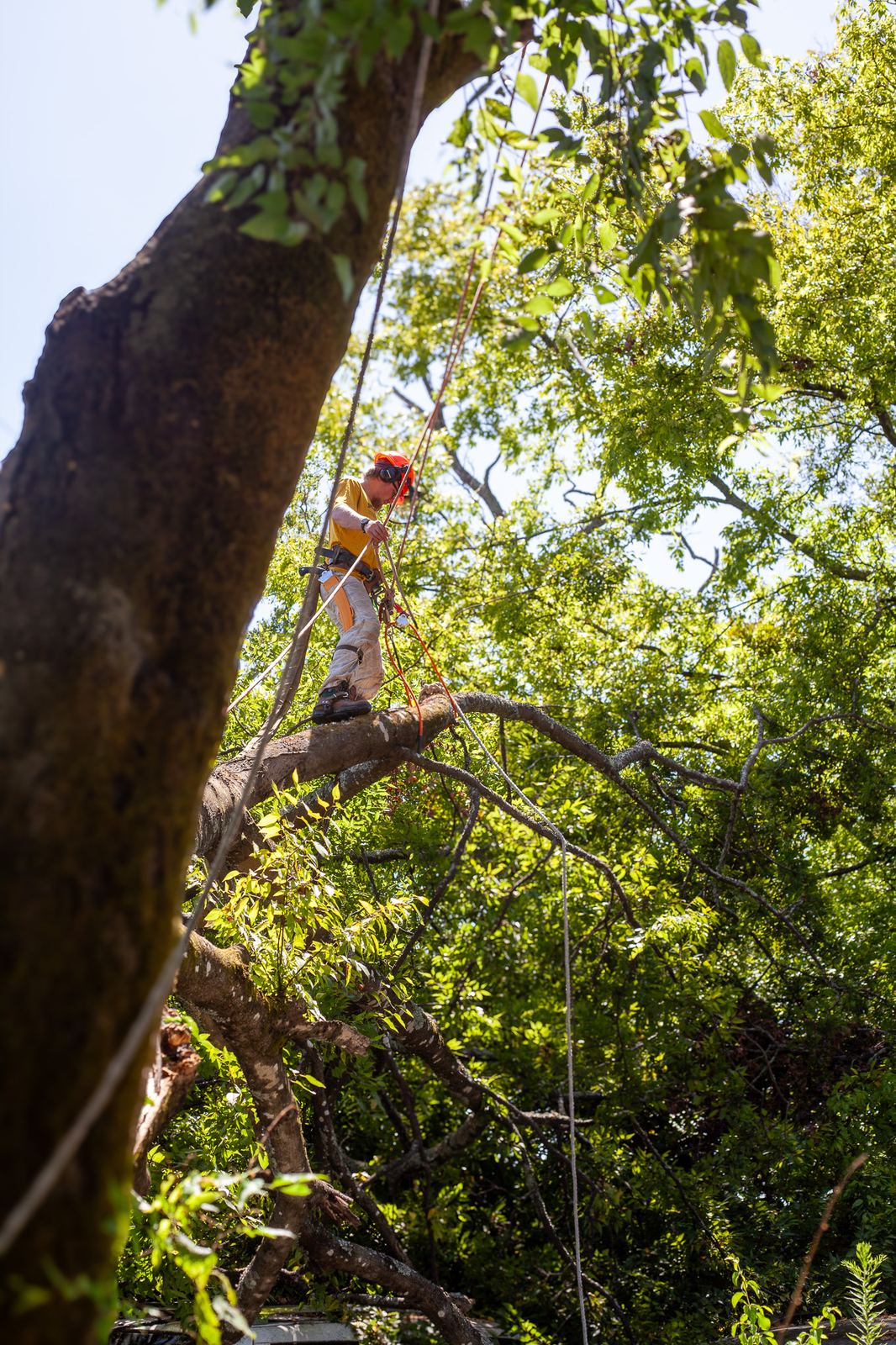 An arborist walking a limb high above the ground