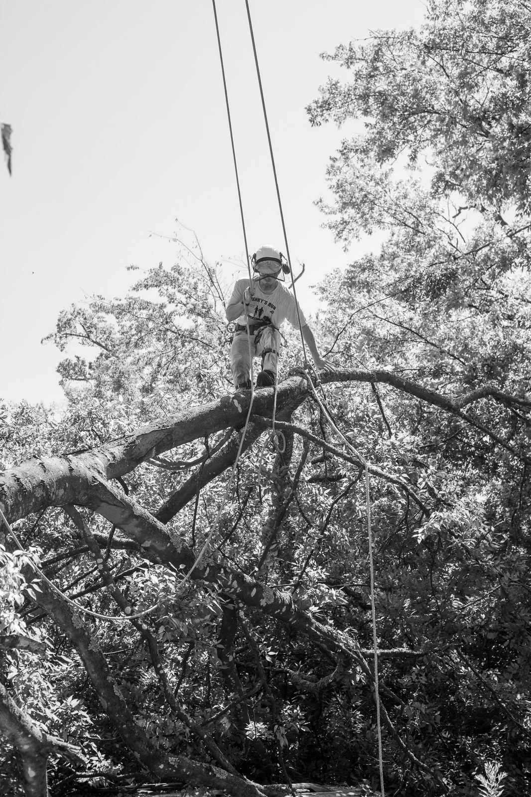 An arborist descending a rope above a fallen canopy
