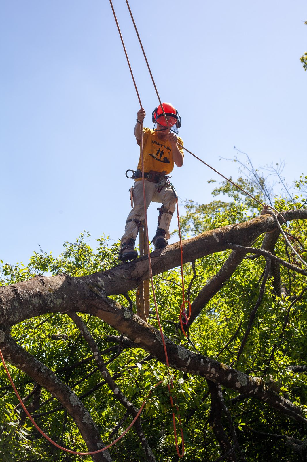 An arborist working out along a limb