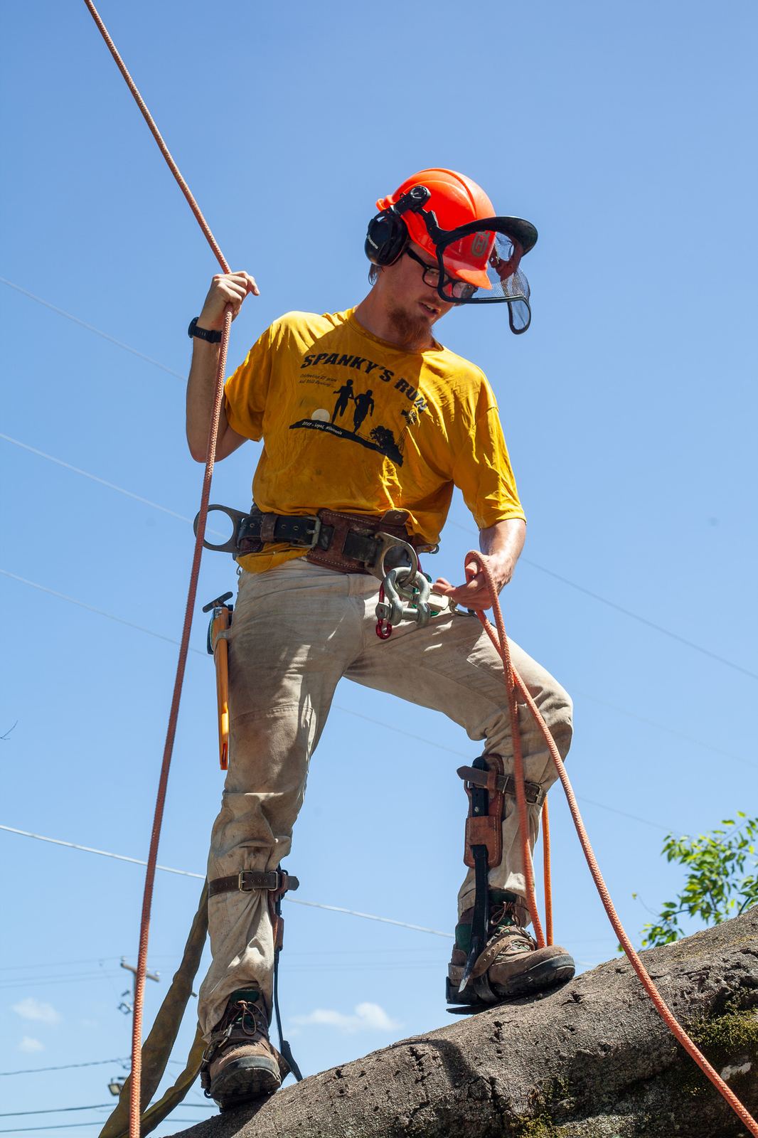 An arborist roped in on a limb