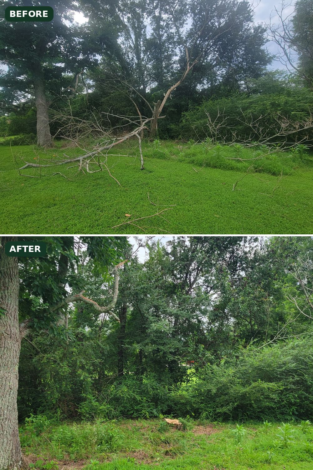 Before and after of a dead tree and branch cleanup on a lawn