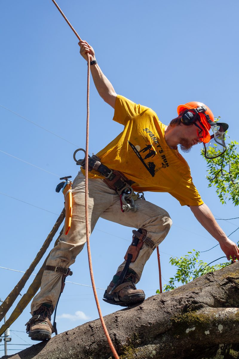 Skylar Drinka standing on a limb in a climbing saddle, holding a rigging line